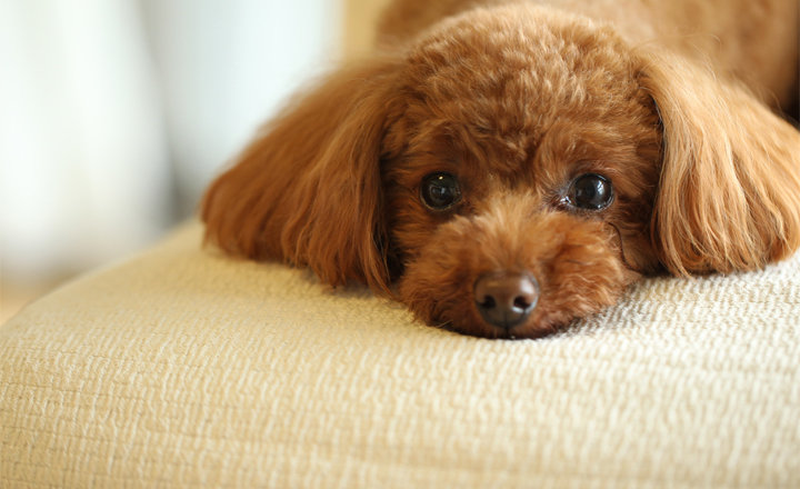 去勢・避妊手術