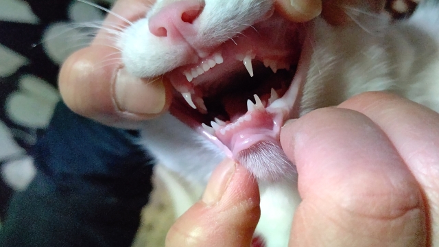 歯肉口内炎（ネコちゃん）